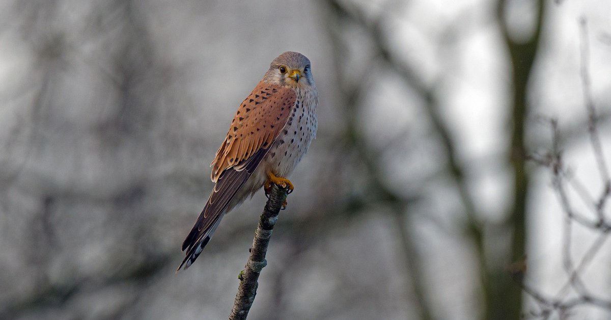 Mistral Raptor Picture Project – Raptors – malmesburynaturalhistory.co.uk