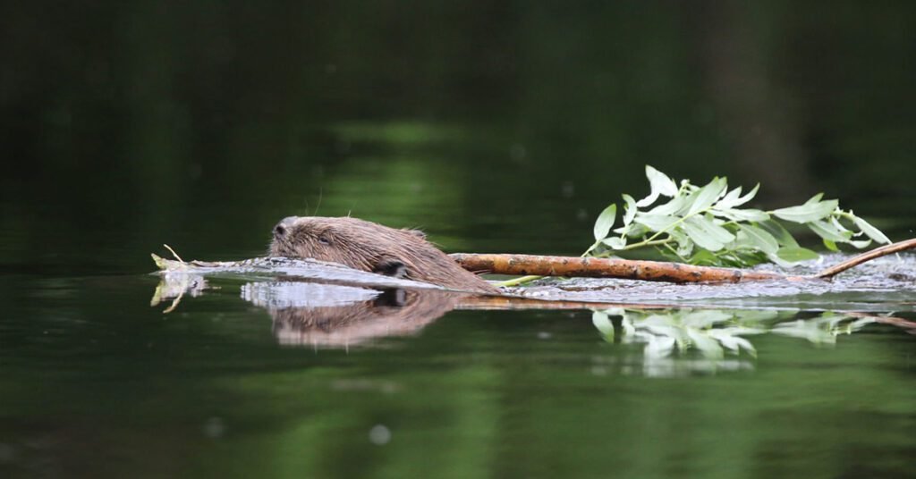 AGM followed (quickly) by a Talk…