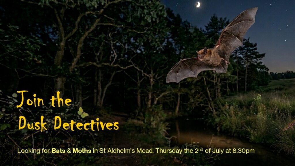 Dusk Detectives