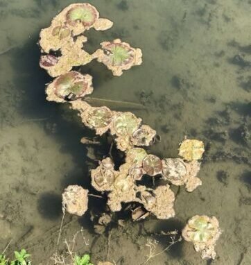 Sewage discharge at Garsdon - 1